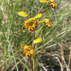 Diuris nigromontana at Bruce, ACT - suppressed