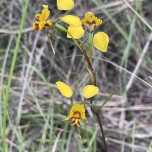 Diuris nigromontana at Bruce, ACT - 16 Oct 2022