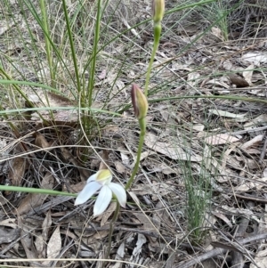 Caladenia moschata at Bruce, ACT - 16 Oct 2022