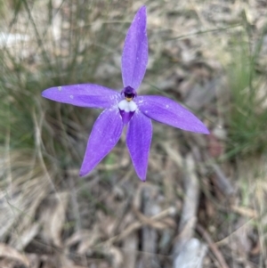 Glossodia major at Bruce, ACT - suppressed