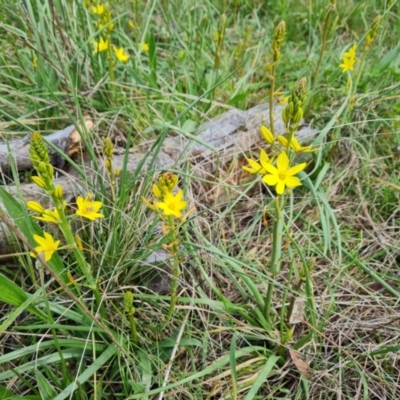 Bulbine bulbosa (Golden Lily) at Jerrabomberra, ACT - 16 Oct 2022 by Mike