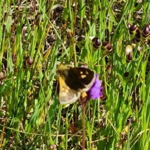 Linaria pelisseriana at Jerrabomberra, ACT - 16 Oct 2022