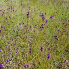 Linaria pelisseriana at Jerrabomberra, ACT - 16 Oct 2022