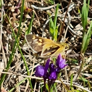 Linaria pelisseriana at Jerrabomberra, ACT - 16 Oct 2022