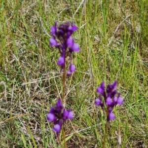 Linaria pelisseriana at Jerrabomberra, ACT - 16 Oct 2022