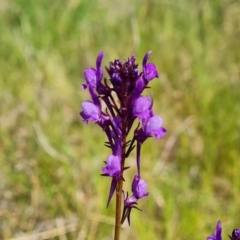 Linaria pelisseriana at Jerrabomberra, ACT - 16 Oct 2022