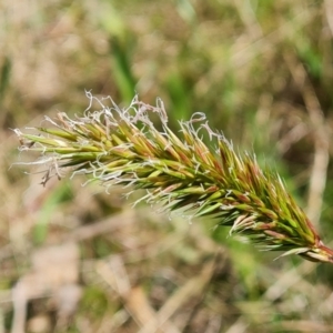 Anthoxanthum odoratum at Jerrabomberra, ACT - 16 Oct 2022