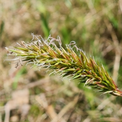 Anthoxanthum odoratum (Sweet Vernal Grass) at Wanniassa Hill - 16 Oct 2022 by Mike