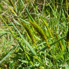 Anthoxanthum odoratum at Jerrabomberra, ACT - 16 Oct 2022