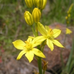 Bulbine glauca (Rock Lily) at Urambi Hills - 16 Oct 2022 by MatthewFrawley