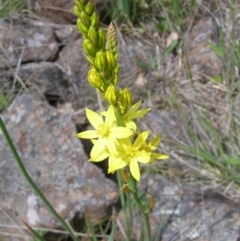 Bulbine glauca at Kambah, ACT - 16 Oct 2022 01:31 PM