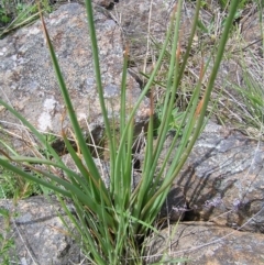 Bulbine glauca at Kambah, ACT - 16 Oct 2022 01:31 PM