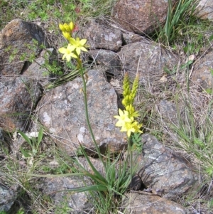 Bulbine glauca at Kambah, ACT - 16 Oct 2022