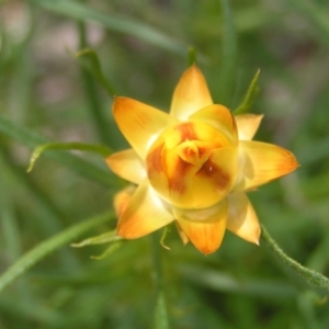 Xerochrysum viscosum at Kambah, ACT - 16 Oct 2022 01:36 PM