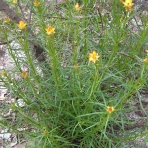 Xerochrysum viscosum at Kambah, ACT - 16 Oct 2022 01:36 PM