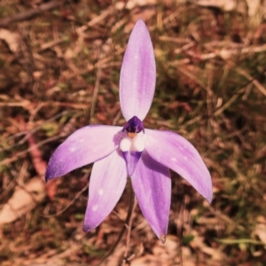 Glossodia major at Kambah, ACT - 16 Oct 2022