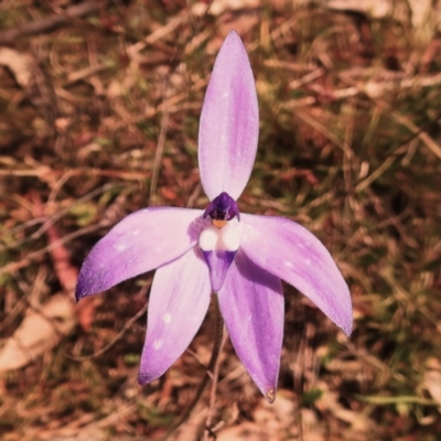 Glossodia major (Wax Lip Orchid) at Kambah, ACT - 16 Oct 2022 by JohnBundock