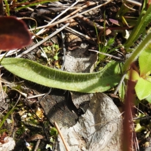 Glossodia major at Kambah, ACT - suppressed