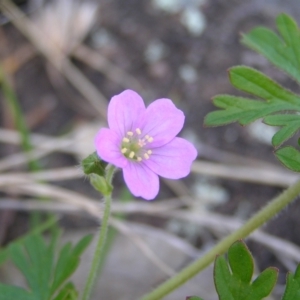 Geranium solanderi at Kambah, ACT - 16 Oct 2022