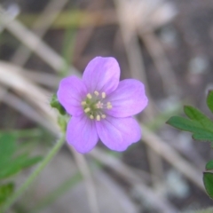 Geranium solanderi at Kambah, ACT - 16 Oct 2022 01:38 PM