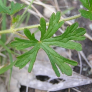 Geranium solanderi at Kambah, ACT - 16 Oct 2022