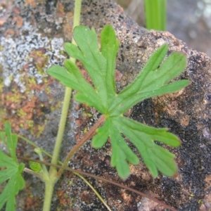 Geranium solanderi at Kambah, ACT - 16 Oct 2022 01:38 PM