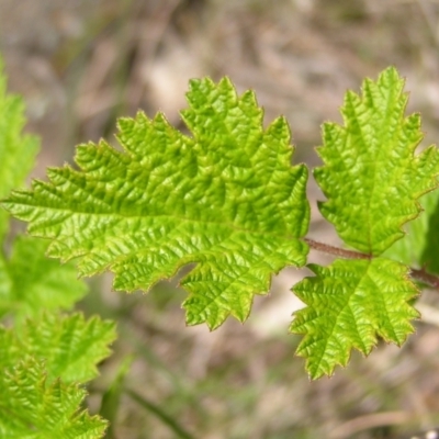 Rubus parvifolius (Native Raspberry) at Urambi Hills - 16 Oct 2022 by MatthewFrawley