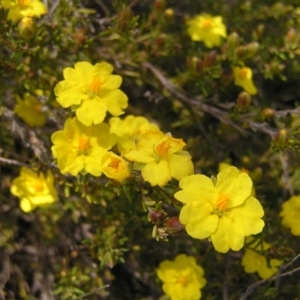 Hibbertia calycina at Kambah, ACT - 16 Oct 2022