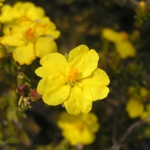 Hibbertia calycina at Kambah, ACT - 16 Oct 2022