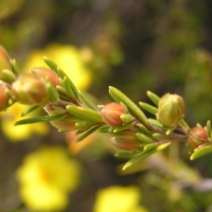 Hibbertia calycina at Kambah, ACT - 16 Oct 2022