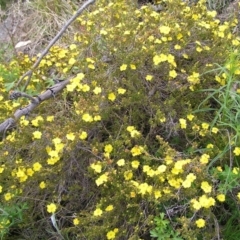 Hibbertia calycina at Kambah, ACT - 16 Oct 2022