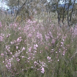 Kunzea parvifolia at Kambah, ACT - 16 Oct 2022 01:44 PM