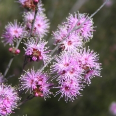 Kunzea parvifolia at Kambah, ACT - 16 Oct 2022