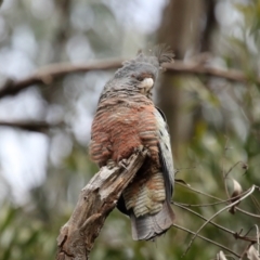 Callocephalon fimbriatum at Acton, ACT - 16 Oct 2022