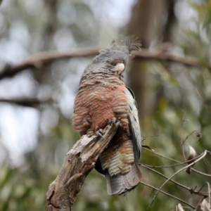 Callocephalon fimbriatum at Acton, ACT - 16 Oct 2022