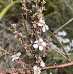 Gaudium multicaule (Teatree) at Mount Jerrabomberra - 16 Oct 2022 by Mavis