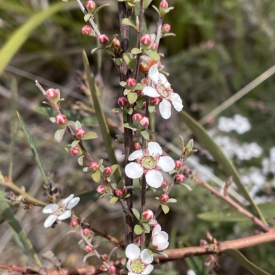 Gaudium multicaule (Teatree) at Jerrabomberra, NSW - 16 Oct 2022 by Mavis