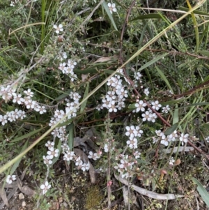 Gaudium multicaule at Jerrabomberra, NSW - 16 Oct 2022