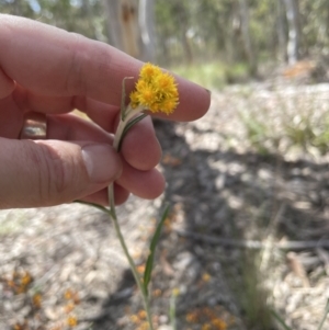 Chrysocephalum apiculatum at Jerrabomberra, NSW - 16 Oct 2022