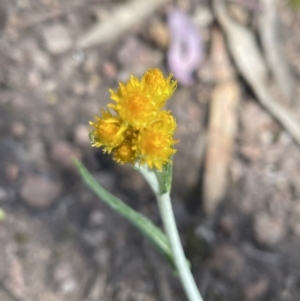 Chrysocephalum apiculatum at Jerrabomberra, NSW - 16 Oct 2022