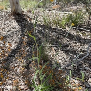 Chrysocephalum apiculatum at Jerrabomberra, NSW - 16 Oct 2022 02:17 PM