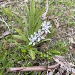 Wurmbea dioica subsp. dioica (Early Nancy) at Paddys River, ACT - 15 Oct 2022 by Mavis