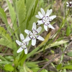 Wurmbea dioica subsp. dioica at Paddys River, ACT - 16 Oct 2022 10:33 AM