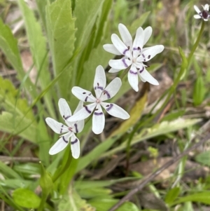 Wurmbea dioica subsp. dioica at Paddys River, ACT - 16 Oct 2022 10:33 AM