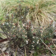 Acrothamnus hookeri at Cotter River, ACT - 12 Oct 2022