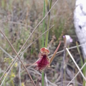 Calochilus platychilus at Bruce, ACT - suppressed