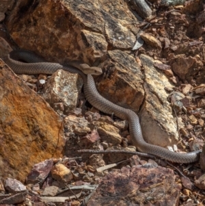 Pseudonaja textilis at Aranda, ACT - 16 Oct 2022 01:05 PM