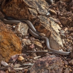 Pseudonaja textilis at Aranda, ACT - 16 Oct 2022 01:05 PM