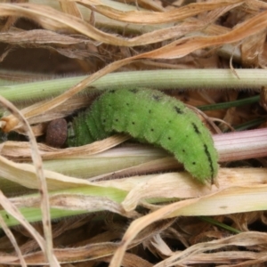 Heteronympha merope at Hackett, ACT - suppressed