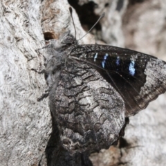 Ogyris olane (Broad-margined Azure) at Hackett, ACT - 25 Sep 2022 by DavidForrester